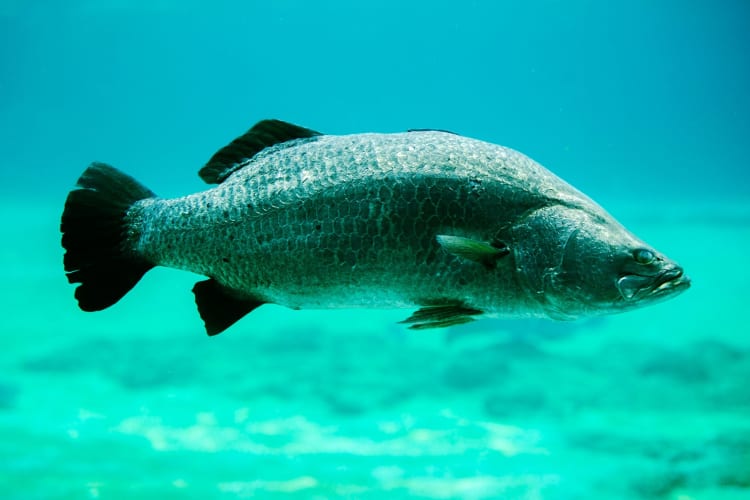 A barramundi fish swimming in clear blue water.