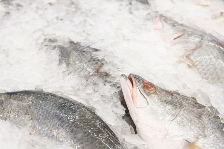 Barramundi consistently tests below the allowable detectable limits of mercury in seafood.