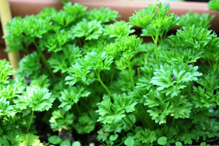 A parsley plant
