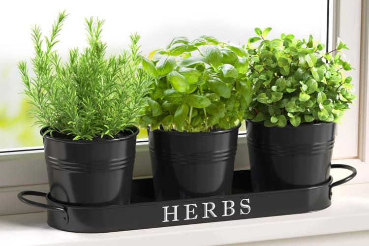 A herb container with three pots of green herbs