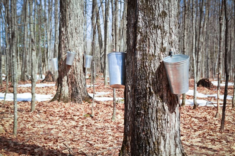 Maple trees being tapped