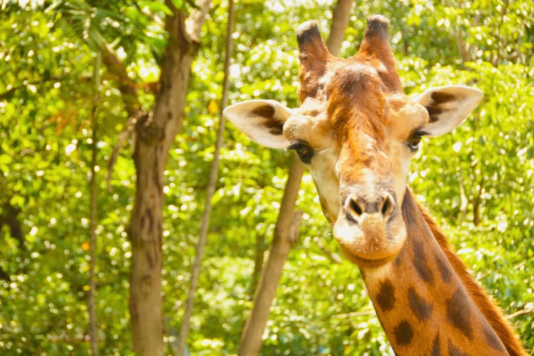 Going to the zoo is a fun birthday idea in Boston for kids and adults