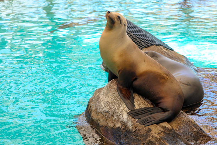 A seal sitting next to a sleeping seal by the water