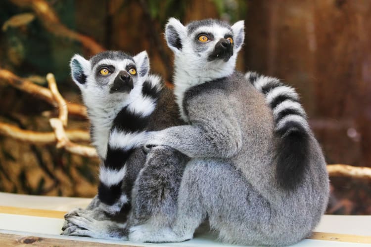 Two ring-tailed lemurs on a branch