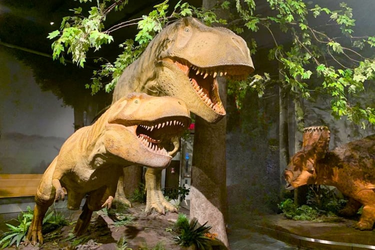 A museum exhibit with dinosaur models