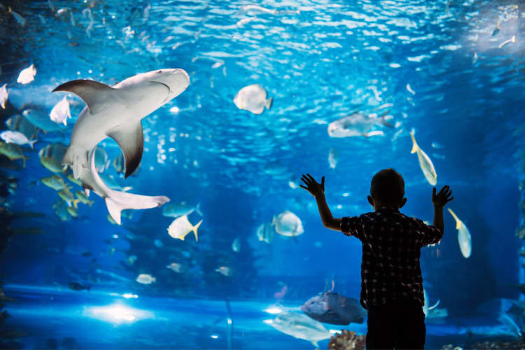 Going to the aquarium is one of the fun birthday ideas in Orlando for all ages