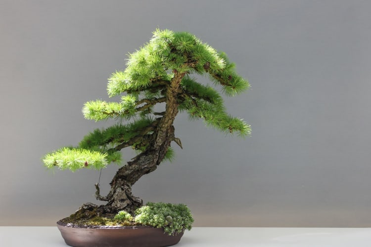 bonsai trees make an excellent last-minute gift idea for the green-fingered giftee