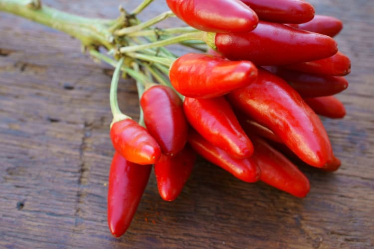 Peperoncini a Mazzetto, a variety of chile that grows in bunches.