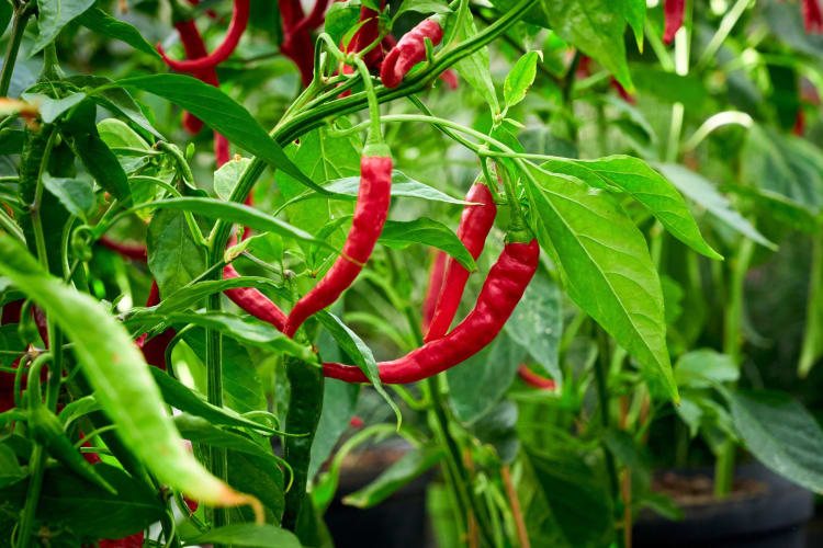 These chiles are allowed to ripen on the vine until they're red in color.