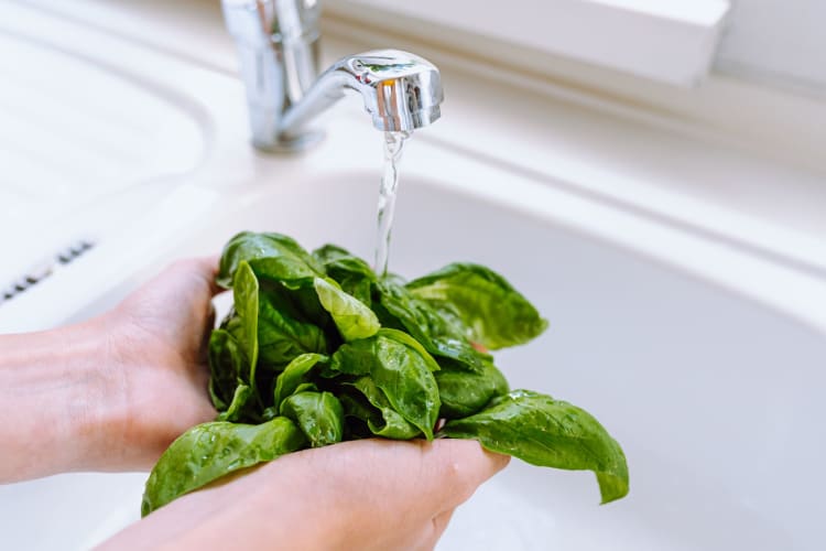 Washing a bunch of basil leaves under a tap.