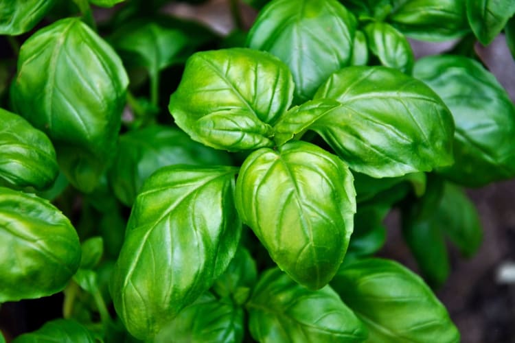 A close-up shot of basil leaves.