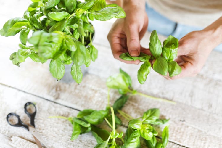 You can keep your fresh basil for use later by freezing it.