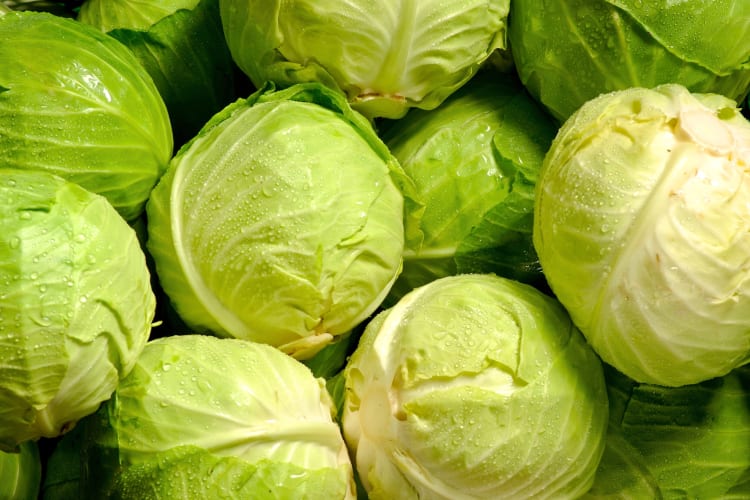 When asking can you freeze cabbage? You may wonder if you can freeze whole fresh cabbages