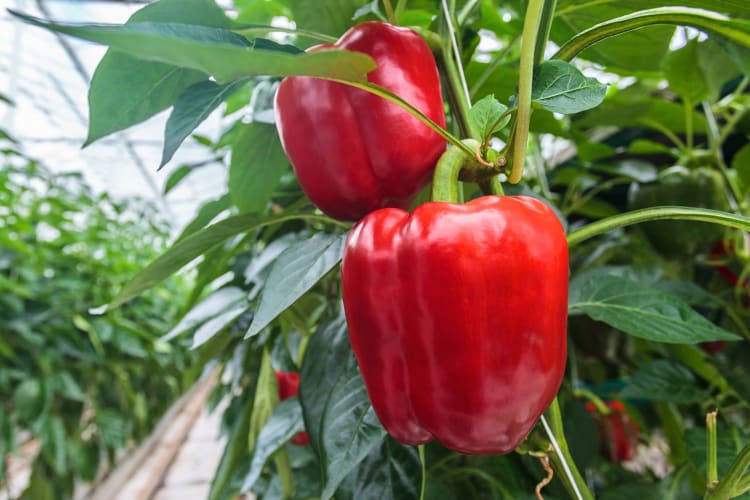 Two fresh bell peppers on a plant