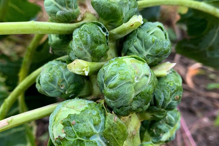 Close-up of fresh Brussels sprouts still on the plants