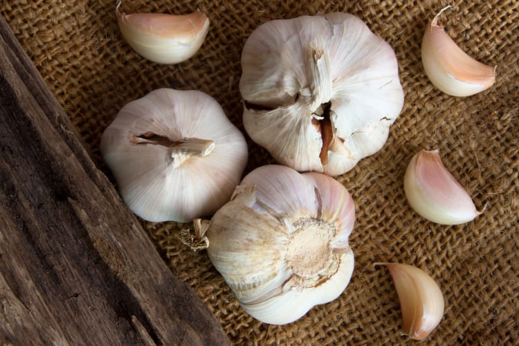 Bulbs of garlic