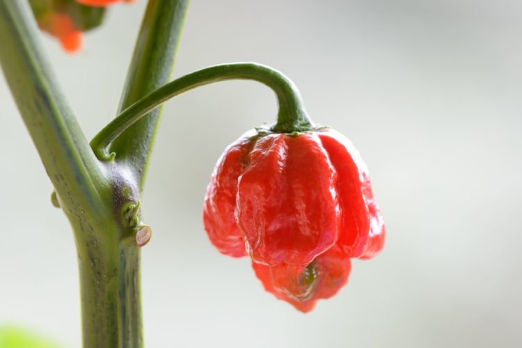 Grow your own Carolina Reaper peppers.