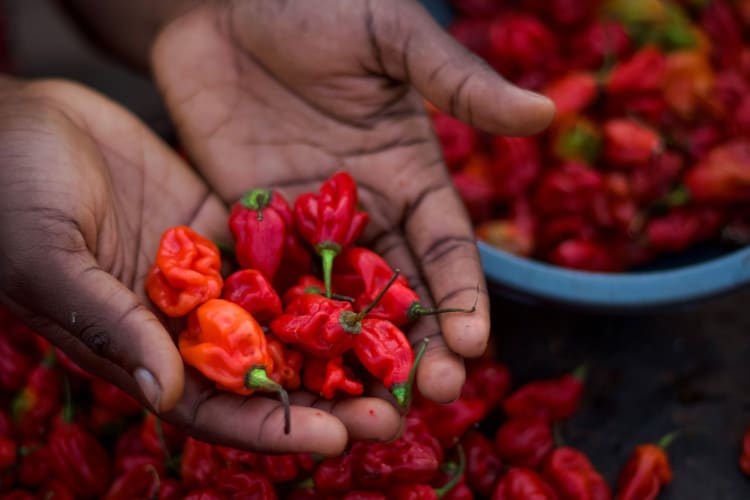 A pair of hands holding hot red and orange peppers.