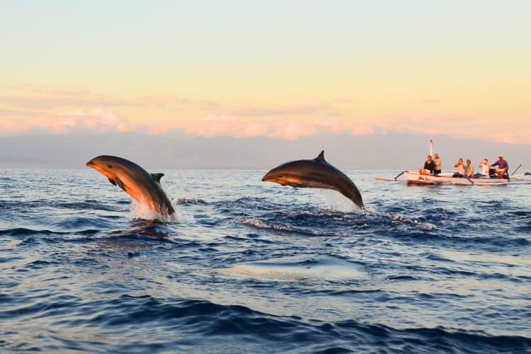 Dolphins in the water with a boat in the background