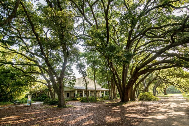 An old fashioned house surrounded by trees