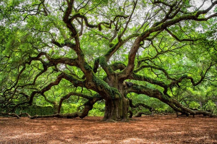 A large old tree