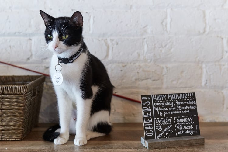 A black and white cat on a table next to a chalkboard menu