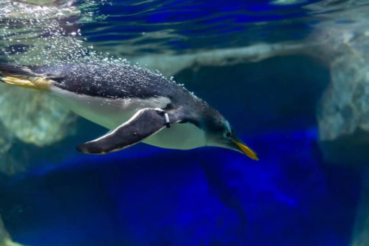 A penguin diving into the water