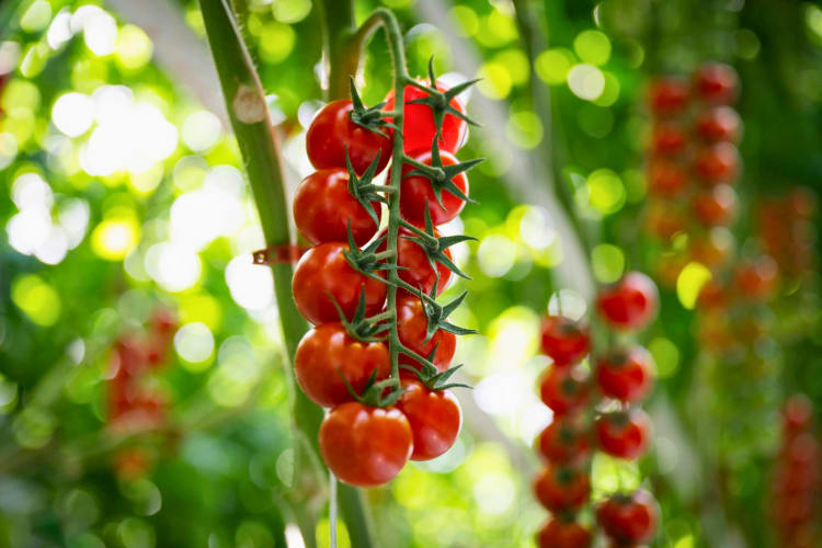 Cherry Tomatoes