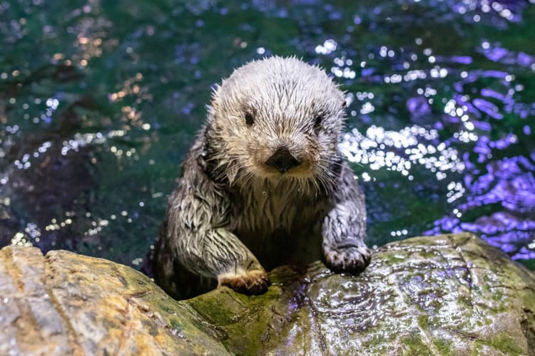 An otter in the water resting on some rocks