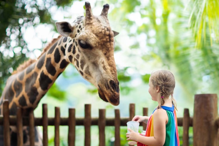 A girl in front of a giraffe at a zoo
