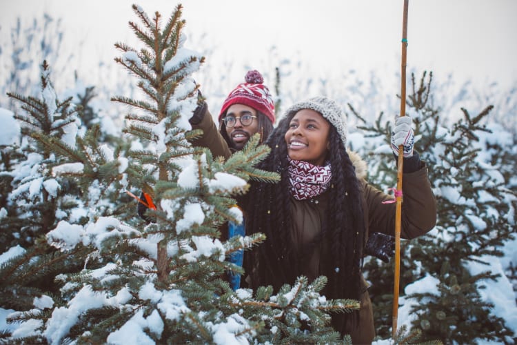A couple choosing a Christmas tree in the snow