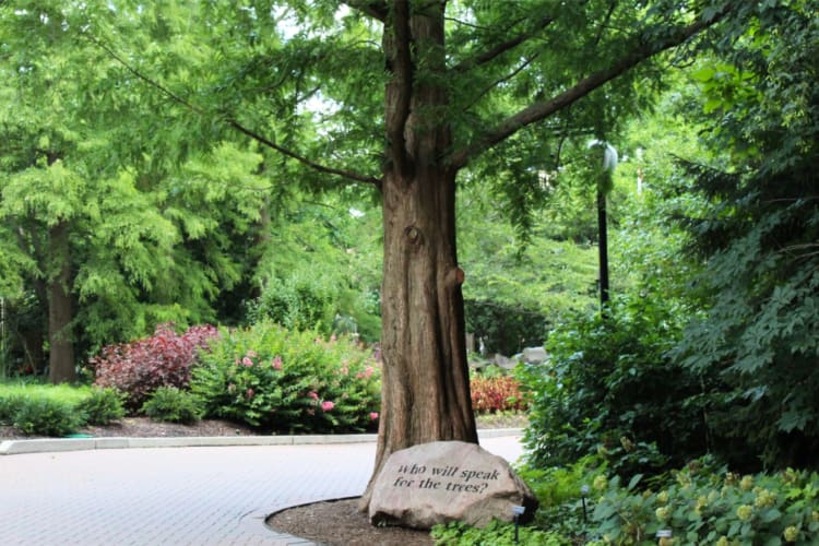 A path through a garden 