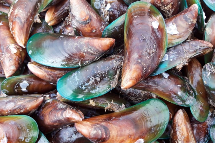 A pile of fresh green-lipped mussels.