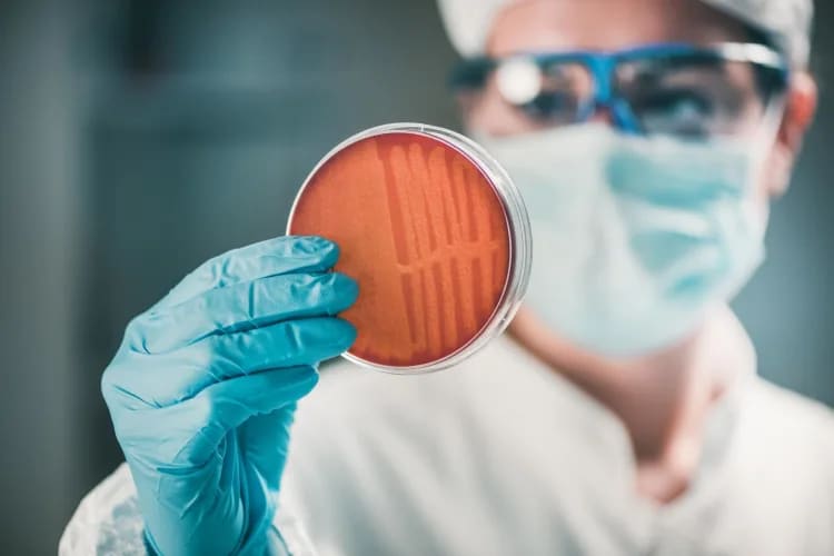 A person in a lab holding up a petri dish