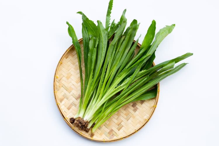 Green culantro on a round weaved plate