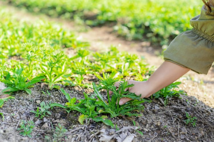 A person picking culantro from an outdoor garden