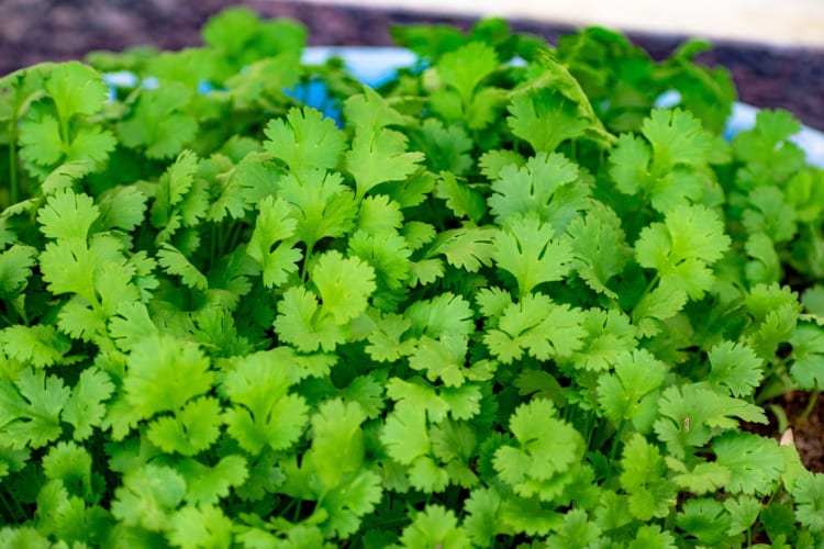 Cilantro has some differences from culantro