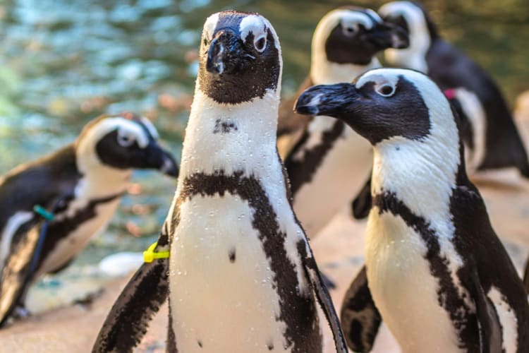 Penguins in a zoo enclosure