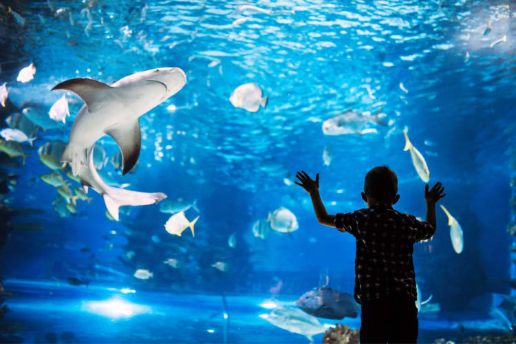 Going to the aquarium is one of the top things to do in Dallas with kids