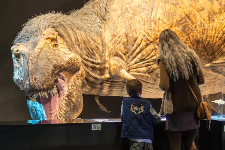 Two people looking at a dinosaur in a museum exhibit