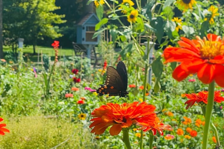 A butterfly in a green garden with red flowers