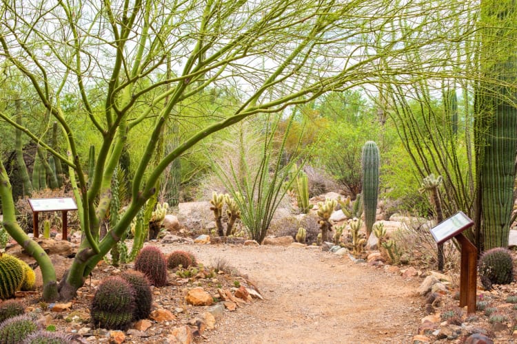 Exploring the Arizona-Sonora Desert Museum is a fun outdoor date idea in Tucson