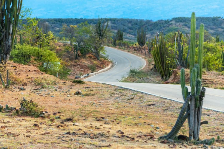 A road with hills, desert and cacti on either side