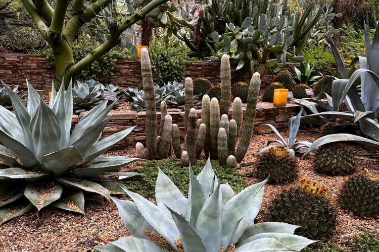 One of the unique date ideas in Phoenix is going to the botanical garden