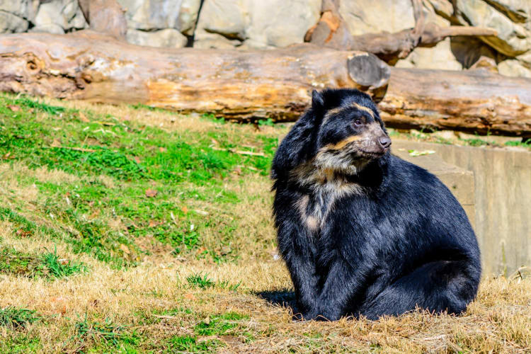 An andean bear on the grass next to a small pond