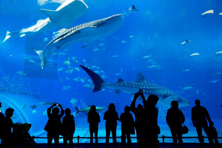 Visitors admiring the marine life at an aquarium