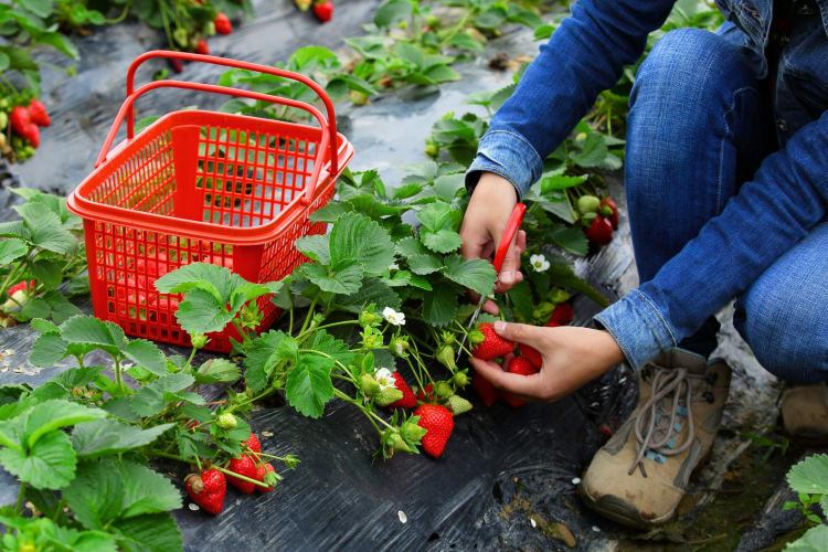 A person picking strawberries 