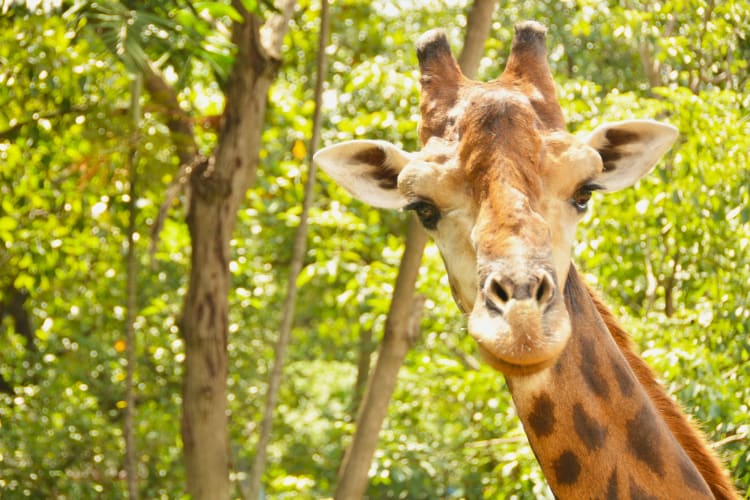 Going to the zoo is one of the laid-back date ideas in Minneapolis