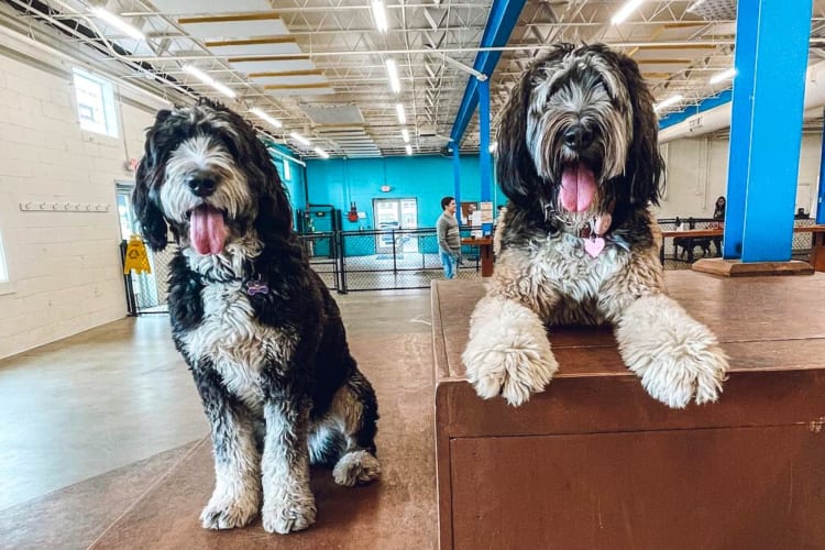 Two dogs at an indoor dog park