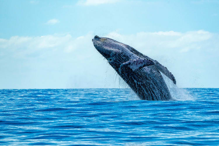 A whale breaching from the ocean